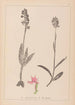 Herbier af den franske flora Pl1038 - Louis Antoine Cusin — visning af kunstværket