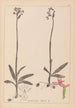 Herbier de la flore française Pl1039 - Louis Antoine Cusin — visning af kunstværket