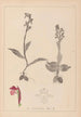 Herbier de la flore française Pl1040 - Louis Antoine Cusin — visning af kunstværket