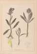 Herbier de la flore française Pl1041 - Louis Antoine Cusin — visning af kunstværket