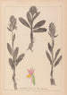 Herbarium af den franske flora Maleri Pl1042 - Louis Antoine Cusin — visning af kunstværket