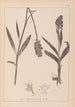 Herbier de la flore française Pl1043 - Louis Antoine Cusin — visning af kunstværket