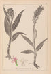 Herbier af den franske flora Pl1044 - Louis Antoine Cusin — visning af kunstværket