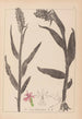 Herbier de la flore française Pl1045 - Louis Antoine Cusin — visning af kunstværket