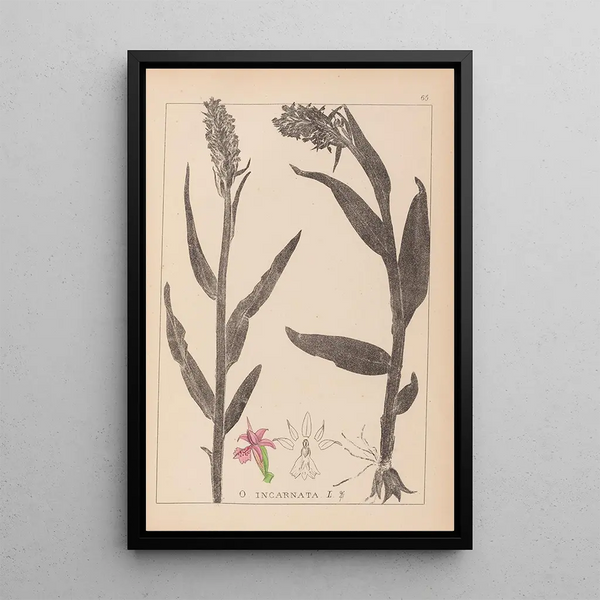 Louis Antoine Cusin - Herbier de la flore franaise Pl1045.webp