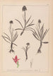 Herbier de la flore française Pl1046 - Louis Antoine Cusin — visning af kunstværket