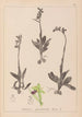 Herbier af den franske flora Pl1048 - Louis Antoine Cusin — visning af kunstværket