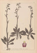 Herbier de la flore française Pl1049 - Louis Antoine Cusin — visning af kunstværket
