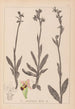 Herbier de la flore française Pl1050 - Louis Antoine Cusin — visning af kunstværket