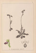 Herbier de la flore française Pl1051 - Louis Antoine Cusin — visning af kunstværket