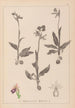 Herbier de la flore française Pl1052 - Louis Antoine Cusin — visning af kunstværket