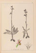 Herbier de la flore française Pl1053 - Louis Antoine Cusin — visning af kunstværket