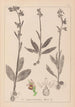 Herbier de la flore française Pl1054 - Louis Antoine Cusin — visning af kunstværket