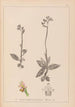 Herbarium af den franske flora Maleri Pl1055 - Louis Antoine Cusin — visning af kunstværket