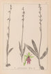 Herbier de la flore française Pl1056 - Louis Antoine Cusin — visning af kunstværket