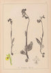 Herbier de la flore française Pl1057 - Louis Antoine Cusin — visning af kunstværket