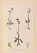 Herbier de la flore française Pl1058 - Louis Antoine Cusin — visning af kunstværket