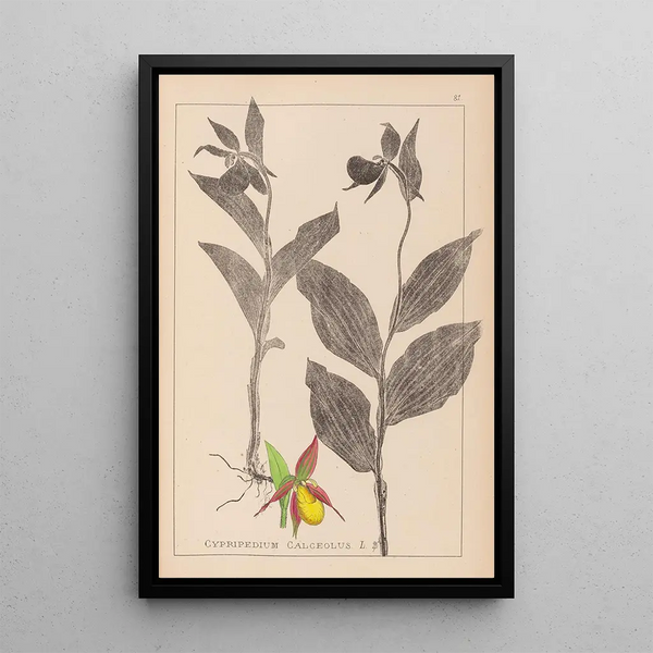 Louis Antoine Cusin - Herbier de la flore franaise Pl1059.webp