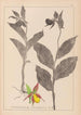 Herbier de la flore française Pl1059 - Louis Antoine Cusin — visning af kunstværket
