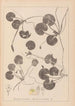 Herbier de la flore française Pl1060 - Louis Antoine Cusin — visning af kunstværket