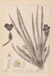 Herbier de la flore française Pl1061 - Louis Antoine Cusin — visning af kunstværket