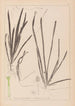 Herbier af den franske flora Pl1062 - Louis Antoine Cusin — visning af kunstværket