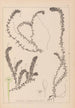 Herbier de la flore française Pl1063 - Louis Antoine Cusin — visning af kunstværket