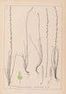 Herbier de la flore française Pl1064 - Louis Antoine Cusin — visning af kunstværket