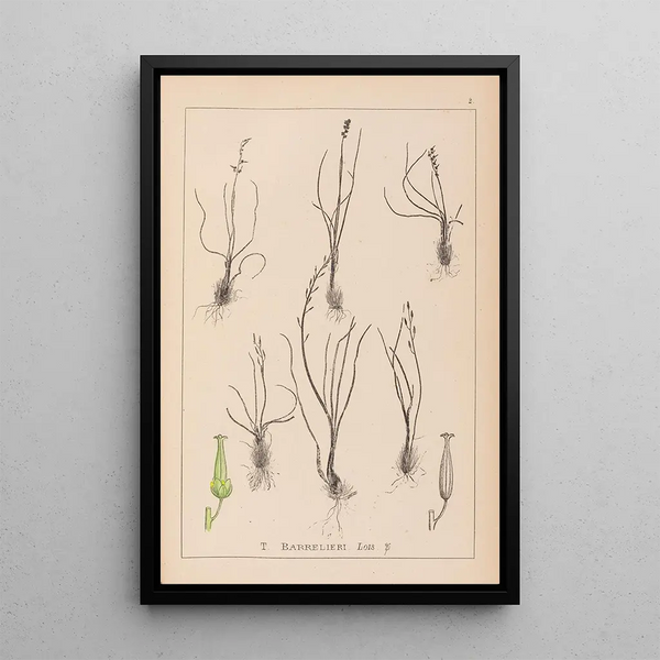 Louis Antoine Cusin - Herbier de la flore franaise Pl1065.webp