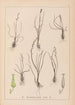 Herbier de la flore française Pl1065 - Louis Antoine Cusin — visning af kunstværket