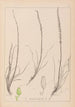 Herbier de la flore française Pl1066 - Louis Antoine Cusin — visning af kunstværket