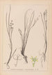 Herbier af den franske flora Pl1067 - Louis Antoine Cusin — visning af kunstværket