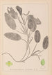 Herbier de la flore française Pl1068 - Louis Antoine Cusin — visning af kunstværket