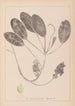 Herbier de la flore française Pl1069 - Louis Antoine Cusin — visning af kunstværket