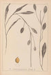 Herbier de la flore française Pl1070 - Louis Antoine Cusin — visning af kunstværket