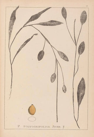 Louis Antoine Cusin - Herbier de la flore franaise Pl1070.webp