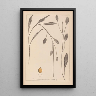 Louis Antoine Cusin - Herbier de la flore franaise Pl1070.webp