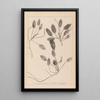 Louis Antoine Cusin - Herbier de la flore franaise Pl1071.webp