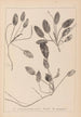 Herbier de la flore française Pl1071 - Louis Antoine Cusin — visning af kunstværket