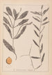 Herbier de la flore française Pl1072 - Louis Antoine Cusin — visning af kunstværket
