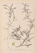 Herbier de la flore française Pl1073 - Louis Antoine Cusin — visning af kunstværket