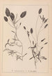 Herbier af den franske flora Pl1074 - Louis Antoine Cusin — visning af kunstværket