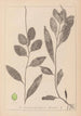 Herbier de la flore française Pl1075 - Louis Antoine Cusin — visning af kunstværket