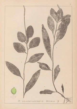 Louis Antoine Cusin - Herbier de la flore franaise Pl1075.webp