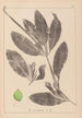Herbier de la flore française Pl1076 - Louis Antoine Cusin — visning af kunstværket