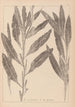 Herbier de la flore française Pl1077 - Louis Antoine Cusin — visning af kunstværket