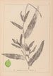 Herbier de la flore française Pl1078 - Louis Antoine Cusin — visning af kunstværket