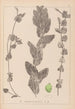 Herbier de la flore française Pl1079 - Louis Antoine Cusin — visning af kunstværket