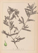 Herbier de la flore française Pl1080 - Louis Antoine Cusin — visning af kunstværket