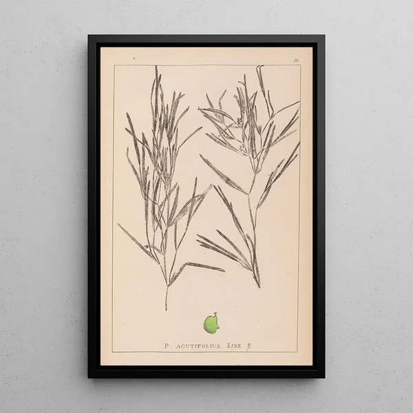 Louis Antoine Cusin - Herbier de la flore franaise Pl1082.webp